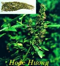 Hoắc hương