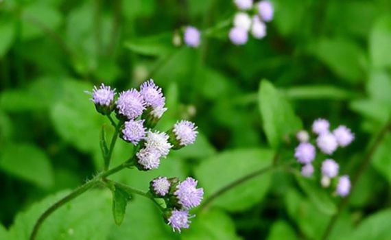 Thông Sạch Mủ Xoang - Bài cổ phương