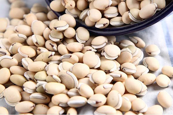 Bạch biển đậu