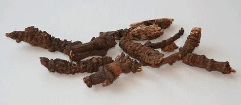 Khương hoạt
