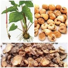 Bán hạ chế