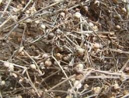 Hoa xà thiệt thảo