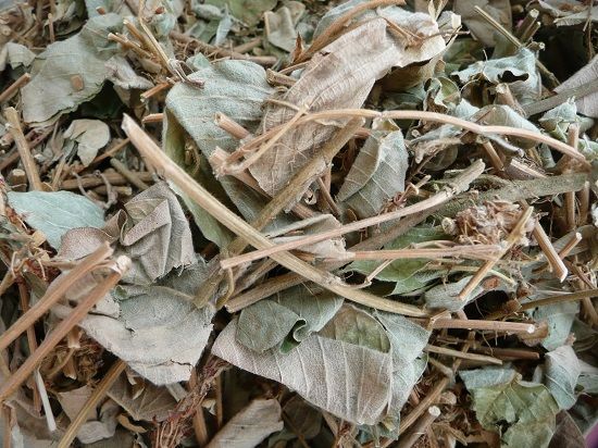 Uống kim tiền thảo trước hay sau bữa ăn Lợi ích và cách sử dụng đúng cách Uống kim tiền thảo trước hay sau bữa ăn Lợi ích và cách sử dụng đúng cách