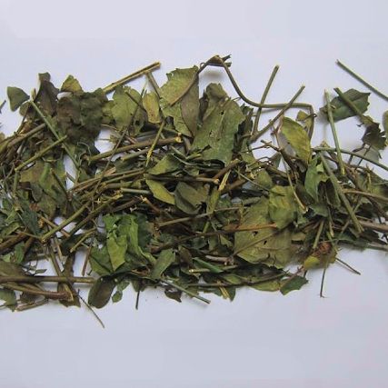 Lá chè vằng