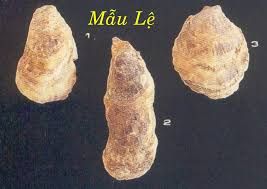 Mẫu lệ