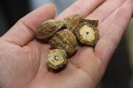 Kha tử | ĐẠT ĐẠI ĐƯỜNG