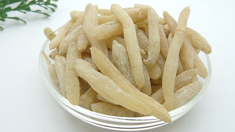 Mạch môn