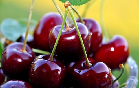  CHERRY ÚC 