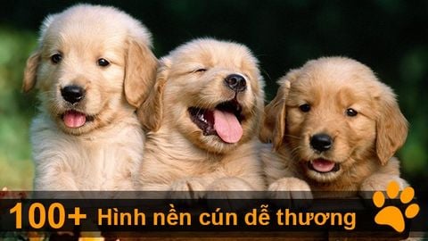 Top với hơn 108 hình nền cute chó con dễ thương hay nhất  Tin học Đông Hòa