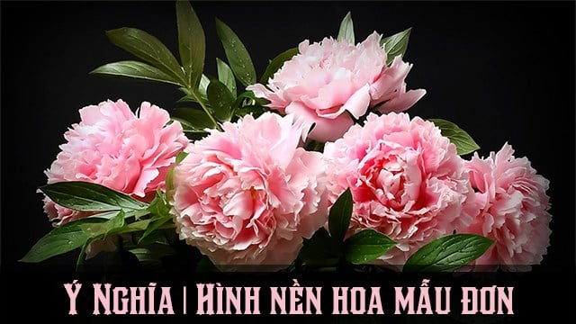Ý nghĩa hoa mẫu đơn  100 hình nền ảnh mẫu đơn máy tính điện thoại