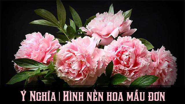 Top 101 hình nền hoa mai đẹp nhất dùng cho máy tính điện thoại