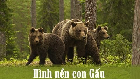 Chia sẻ hơn 51 về hình nền gấu trắng mới nhất  trieuson5