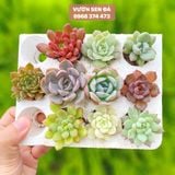  Combo sen vỉ mini ngẫu nhiên đủ loại (không chậu) 