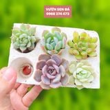  Combo sen vỉ mini ngẫu nhiên đủ loại (không chậu) 