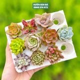  Combo sen vỉ mini ngẫu nhiên đủ loại (không chậu) 