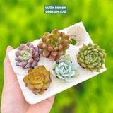  Combo sen vỉ mini ngẫu nhiên đủ loại (không chậu) 