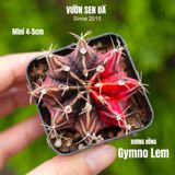  Xương rồng Gymno lem 4-5cm (chậu nhựa) 