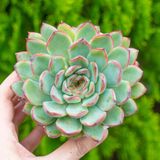  Sen đá viền đỏ cỡ vừa  9-11cm (chậu nhựa) 