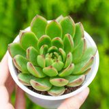  Sen đá viền lửa cỡ vừa 9-11cm (chậu nhựa/bịch nhựa) 