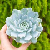  Sen đá ngọc trinh cỡ vừa 9-11cm (chậu nhựa) 