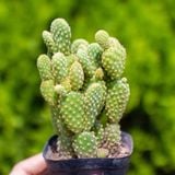  Xương rồng tai thỏ bụi (chậu nhựa) 