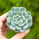  Sen bánh bông lan 5-7cm (bịch nhựa) 