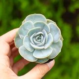  Sen đá bèo tím 5-7cm (bịch nhựa) 