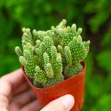  Xương rồng tai thỏ bụi (chậu nhựa) 