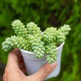  Chuỗi ngọc bi cỡ vừa 9-11cm 