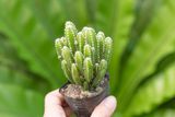  Xương rồng thanh sơn (bịch nhựa/chậu nhựa) 