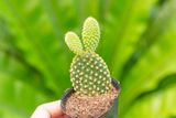  Xương rồng tai thỏ (bịch nhựa/chậu nhựa) 