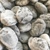  Sỏi xám xanh lớn 3-4cm (1kg) 