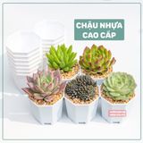  Chậu nhựa 8 cạnh cao cấp trồng sen đá - Kích thước 7x7cm 