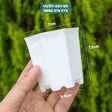  Chậu nhựa 8 cạnh cao cấp trồng sen đá - Kích thước 7x7cm 