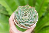  Sen đá viền đỏ cỡ vừa  9-11cm (chậu nhựa) 