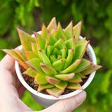  Sen đá đế vương cỡ vừa 9-11cm (Chậu nhựa) 
