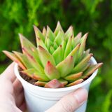  Sen đá đế vương cỡ vừa 9-11cm (Chậu nhựa) 