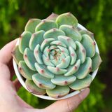  Sen đá bánh bao lửa cỡ vừa 9-11cm (chậu nhựa) 