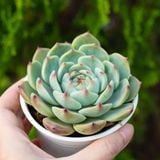  Sen đá bánh bao lửa cỡ vừa 9-11cm (chậu nhựa) 
