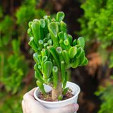  Sen đá ống điếu cỡ vừa 9-11cm (chậu nhựa) 