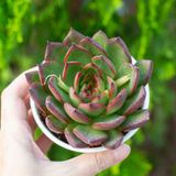  Sen đá viền lửa cỡ vừa 9-11cm (chậu nhựa) 