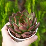  Sen đá viền lửa cỡ vừa 9-11cm (chậu nhựa) 