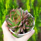  Sen đá viền lửa cỡ vừa 9-11cm (chậu nhựa) 