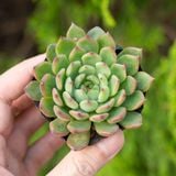  Sen đá bánh bao xanh 5-7cm (bịch nhựa) 