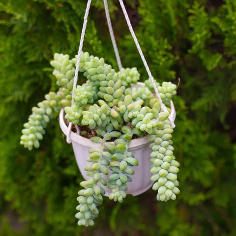 Sen đá giống mới 