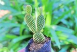  Xương rồng tai thỏ (bịch nhựa/chậu nhựa) 