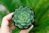  Sen đá bánh bao xanh 5-7cm (bịch nhựa) 