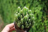  Xương rồng thanh sơn (bịch nhựa/chậu nhựa) 