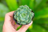  Sen đá bánh bao xanh 5-7cm (bịch nhựa) 