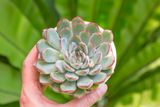  Sen đá viền đỏ cỡ vừa  9-11cm (chậu nhựa) 